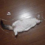 귀염돋는 고양이들의 <b>수사</b>놀이♡♥♡♥