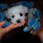 ▶우리집 딸기를 소개합니다. [사진,동영상 有]◀