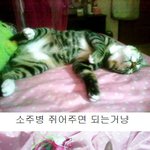 ★★★★★★   냥시리즈 <b>ver</b>.tora   ★★★★★★