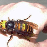 ## 세상에서 가장 위험한 곤충 5(킬링타임-스압有)