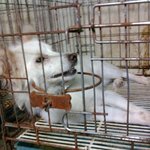 사진有)지금이순간에도 죽어가고있어요. 제발 도와주세요.