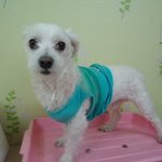 ★톡커여러분 아가들이 죽게생겼어요 제발 살려주세요★