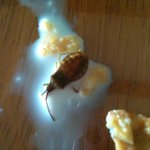 ★★★★★★★★★★★<b>시리얼</b>먹다가 바퀴벌레가 나왔는데 ★★★★★★★★★