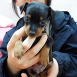 <b>미니</b>핀이 원래 이렇게 커지는거에요????????????