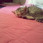 사진有) <b>생후</b> 4주 냥냥이 잠자는 유형~
