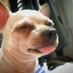 이 강아지를키우던 <b>주인분</b>을찾습니다.