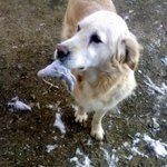 (사진有)  언청이 <b>기형</b>으로 태어난 강아지 세찬이 이야기 : )