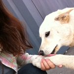 셀카종결 犬