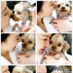 10년된 반려견 스케일링비용 문의합니다.