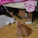 (사진有) 길냥이 땅콩이는 오빠사랑.