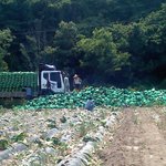 <b>배추</b> 무료로 드립니다. 내일까지 입니다. 많이가져가세요