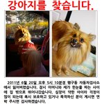 <b>원주</b> 행구동에서 잃어버린  강아지좀 찾아주세요~