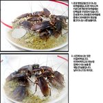[펌] 피부<b>미용</b>에 좋다는 바퀴벌레