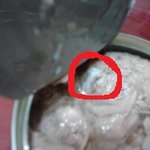 (사진有)<b>참치</b>캔 속의 가시?