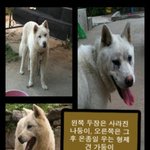 (긴급-대구) 나둥이가 사라졌어요 ㅠㅠ