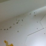 사진有)ㅋㅋㅋㅋㅋㅋ맛있는벌레치킨♥ㅡㅡ