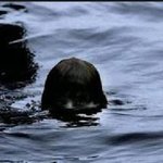 (펌)무서운이야기 실화 1998년 일본 바다이야기