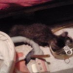 고양이들을 도와주세요 (사진 有)