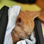 사진有) 길냥이 땅콩이가 아파요...ㅠㅠ(스압ㅈㅅ)