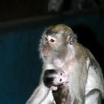 일본을 <b>원숭이</b>라고 놀리는사람들 꼭 봐라 ㅡㅡ