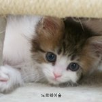 <b>애완</b>용으로 키우는 귀여운 고양이 종류 모음