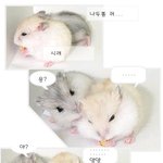 (펌) 햄스터들의 대화