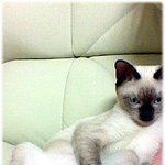 고양이 <b>봉구</b> 3탄!! 냥이시리즈~!!!