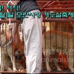 [급!!퍼트리고 <b>항의</b>해주세요!!] 7월1일(금) 모란시장 개고기축제...