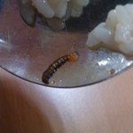 급식에서 <b>벌레</b>나왔음. ㅡㅡ (사진有)