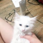 울 냥이들 사진을 본 후 부모님의 한마디..