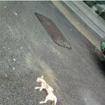 고양이 어떡하죠?