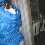 ★(사진有)이 강아지는 도데체 무슨 종일까요????