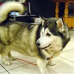 우리학교앞 눈을의심케만드는강아지 를 소개합니당!!!(약간스압ㅠㅠ)