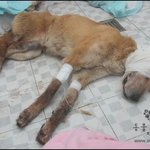  황구 찐자가 살던 동네 개농장, 하남시에 <b>민원</b>을 넣어주세요!!