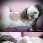 시끌벅적 3犬 동키네가 살아가는 이야기 (사진 왕창有)