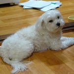 서울시 은평구 <b>구산동</b>에서 강아지를 잃어버렸습니다..