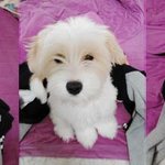 ★★★★★★발바리가 뭐어때서! 우리집막내를 소개합니다♡