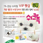 ★인천문학동★티컵강아지전문샵오픈! 강남스타일1%펫샵오픈대박할인이벤트...