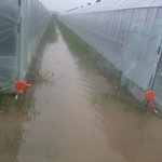 피해를 입었지만 구청쪽과 <b>농촌</b>진흥공사가 서로 책임을 회피하고있어요