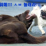 <b>개님</b>의 공포!!