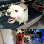 <b>동물</b> 자유연대 봉사활동을 다녀왔습니다~^^