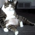 살을 꼭 빼야 할 것 같은 비만 <b>동물</b>들