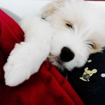 (사진有) ★★★★★★발바리가 뭐어때서! 우리집막내를 소개합니다♡