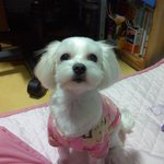 서울 마포구 <b>망원동</b> 부근.. 말티즈 강아지를 찾습니다(사진있음)