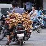 中 개고기 축제 <b>만쉐이</b>~