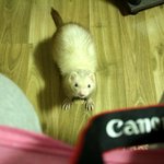 페릿이란 동물을 아시나요 ? ㅎㅎ (페릿사진 스압....+소동물추가)