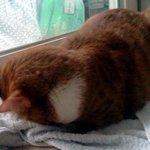 우리집 고양이는 자이언트<b>여치</b>(??) 고양이