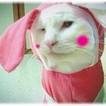 [사진有多] 우리人냥이<b>몽이</b>,한이한번 보실래요 ?