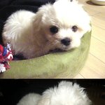 [사진有多]★우리집 말티즈 기쁨이를 소개합니다^ㅇ^.★