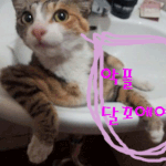 귀차니즘 저희 3<b>모녀</b>를 소개해요! 사진有